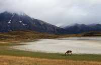 081 Lagune & guanaco