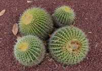 24 Hyde Park, Cactus