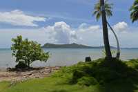 114 Gazon nain - Matira