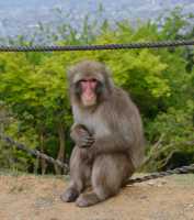 123 Macaque du Japon