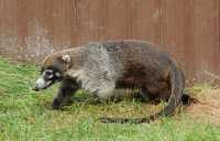 066 Coati brun