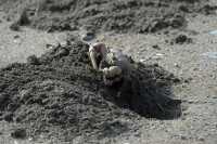 151 Crabe creusant son terrier