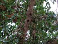 49 Figues de figuier sycomore