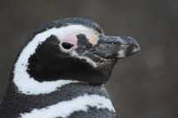 27 Pingouin