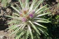 041 Chardon en fleurs