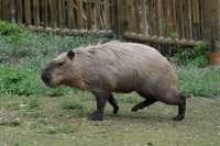 112 Cabiai (Capybara)