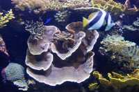 31 Poisson et corail