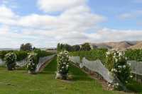 039 Vignoble de la région de Marlborough