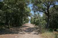 14 - Ganagobie - Allée