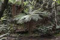 139 Fougère arborescente (près de Purakaunui Falls)