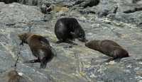 109 Otaries à Milford Sound