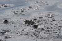 40 Fountain Paint Pot