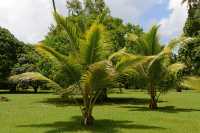 065 Jardin botanique de Motu Ovini