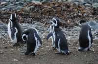 14 Pingouins de Magellan