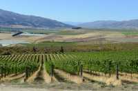 79 Vignoble - Bendigo B