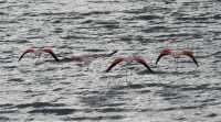 47 Flamands roses sur la Laguna amarga