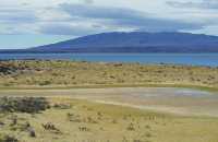 11 Guanaco & troupeau de nandous