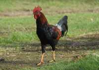167 Coq sauvage