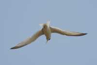 49 Hirondelle de mer