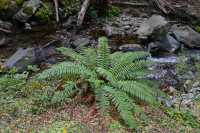 42 Fougère - Quailburn Track