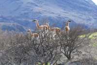 056 guanacos
