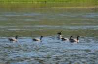 050 Yellowstone River (Bernaches)