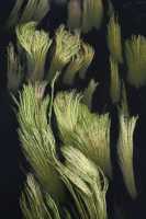 2 Algues - Argentat **