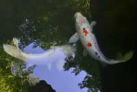 50 Temple Nanzen-ji (Carpes)