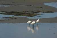 145 Black-faced Spoonbill (Platalea minor)