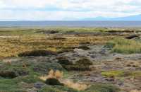 068 Seno Otway & pingouin