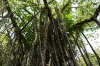046 Ora Tahiti (Ficus proxila)