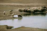 746 Troupeau à l'est d'Hatra