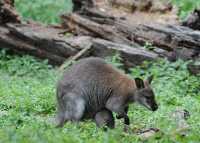 072 Wallaby de Bennett