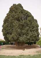 028 Abarqû, le cyprès de 4000 ans *