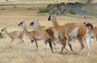 66 Guanacos & Lago azul B