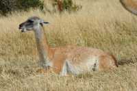 71 Guanaco accroupi