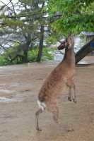 004 Nara - Cerf sika