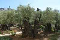 34 Oliviers millénaires