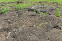 37 Pétroglyphe (Thon) à Tongariki B