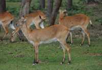 006 Cobs de Lechwe