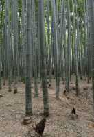 117 Forêt de bambous