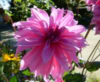 90 Jardin des plantes