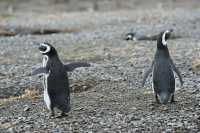 72 Pingouins de Magellan