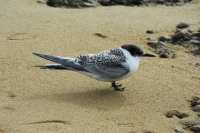 042 Jeune Sterne Tara