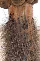 25 Cactus candélabre