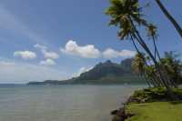 116 Gazon nain - Matira B