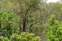 16 Forêt inondée près de Yellow Water