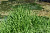 08 Panéas, aux sources du Jourdain