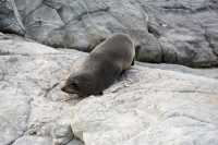 017 Otarie - Ohau Point Seal Colony