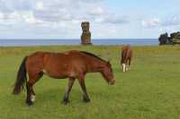 03 Cheval & Hanga Kio'e